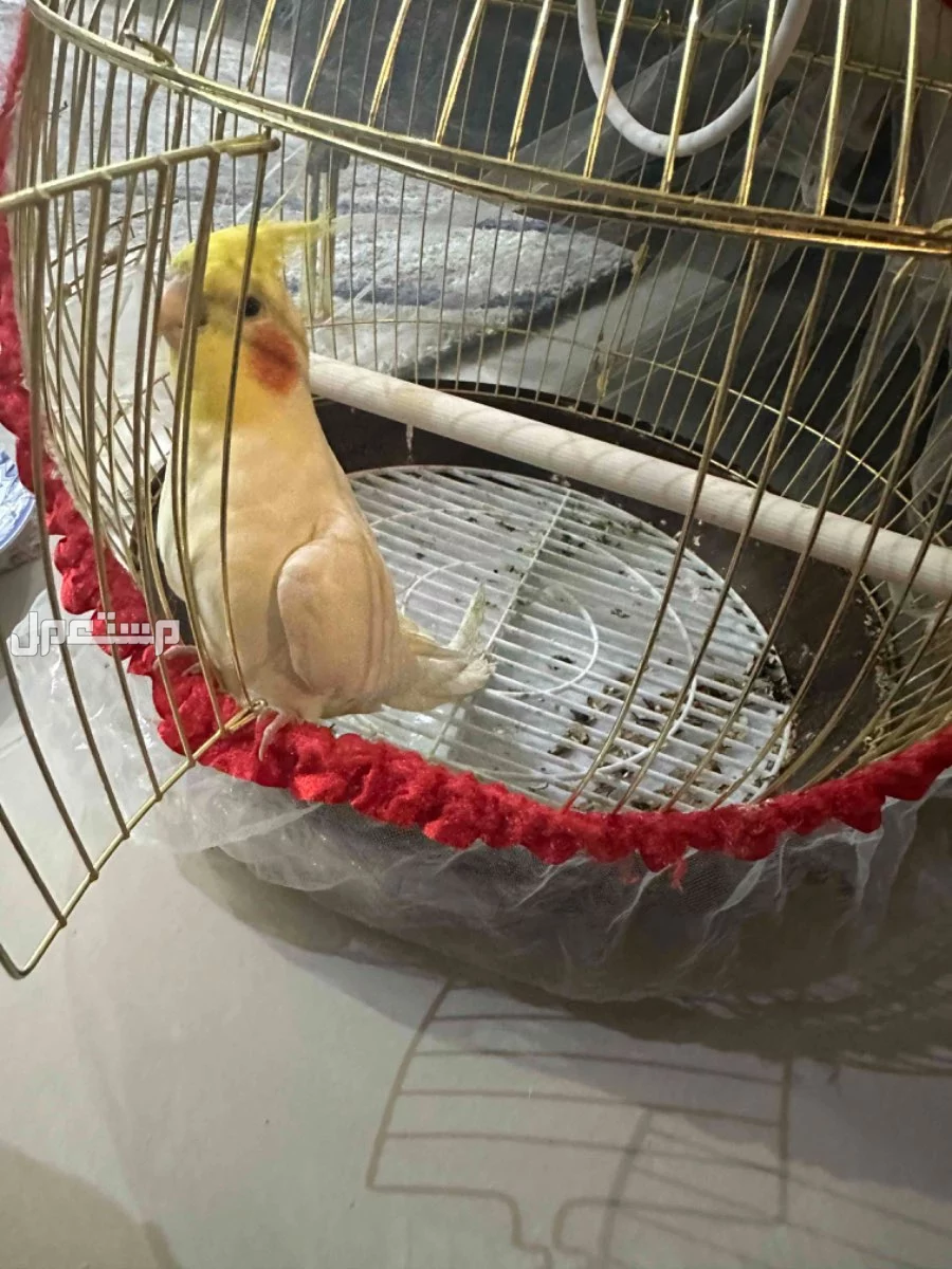 كروان العمر سنتين متكلم اليف مع راعيه