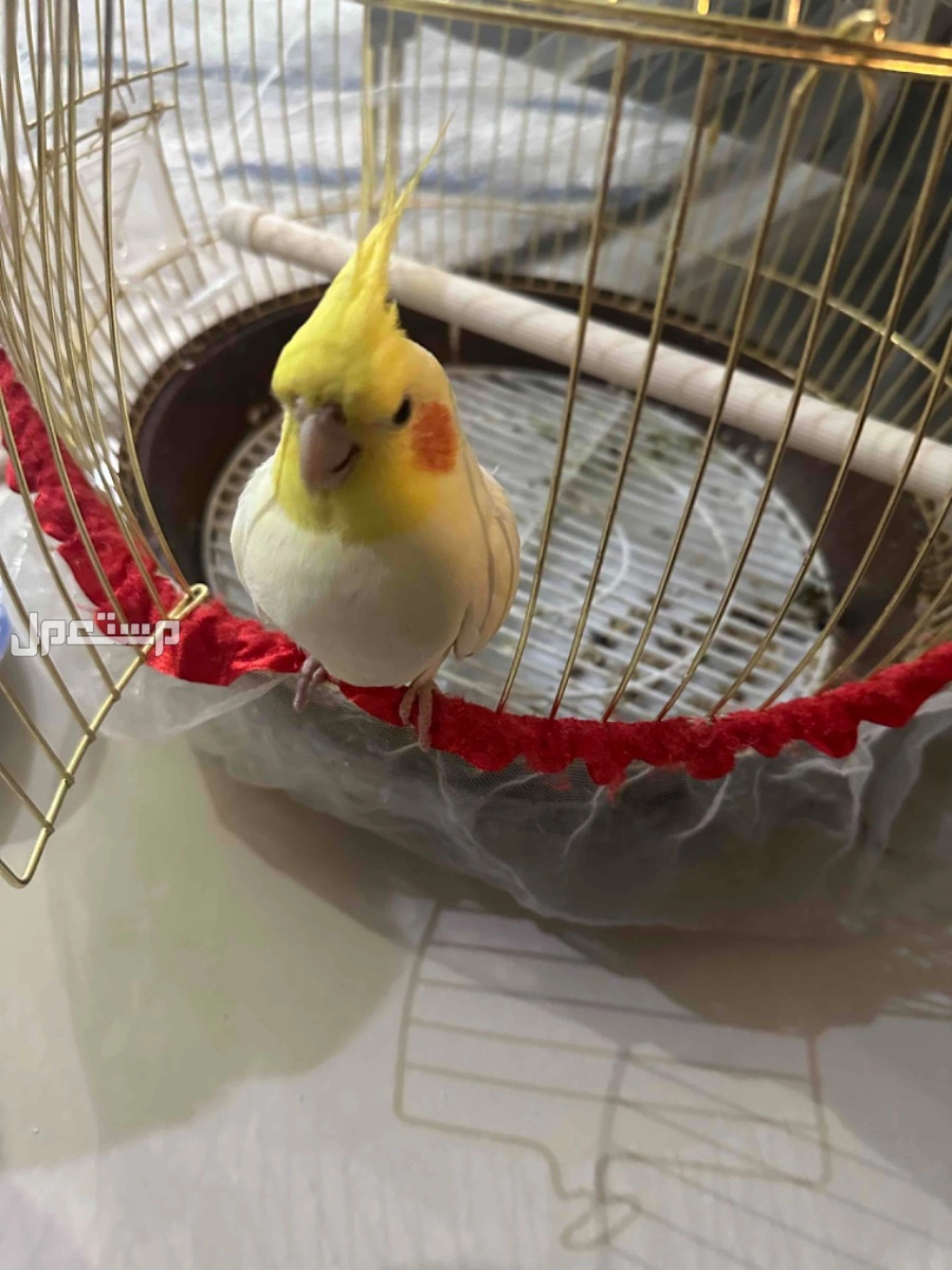 كروان العمر سنتين متكلم اليف مع راعيه