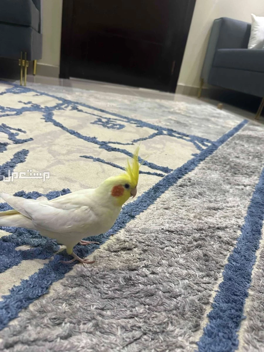كروان العمر سنتين متكلم اليف مع راعيه