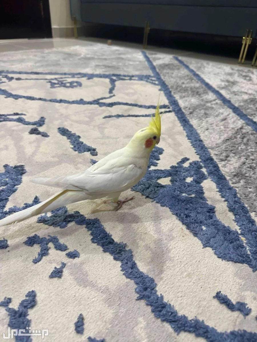 كروان العمر سنتين متكلم اليف مع راعيه