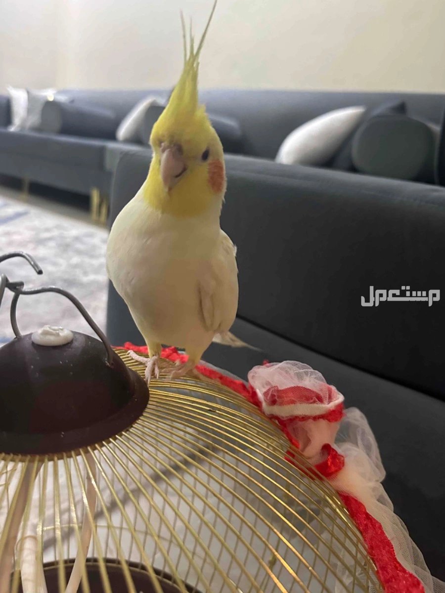 كروان العمر سنتين متكلم اليف مع راعيه