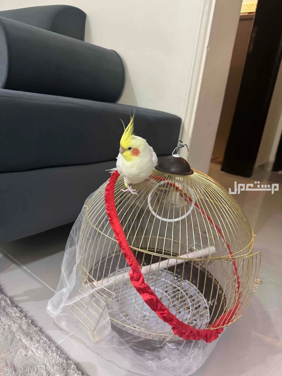 كروان العمر سنتين متكلم اليف مع راعيه