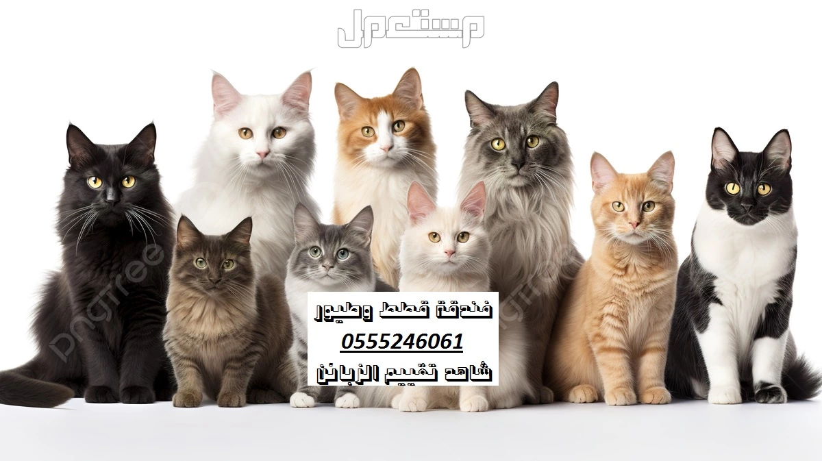 فندقة قطط وطيور وقت سفرك حي المروج