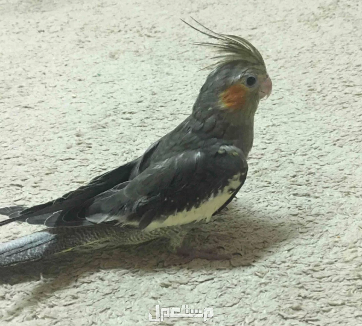 (طير كروان اليف يغني على السوم)