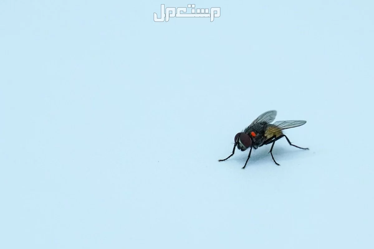 جميع أنواع الحشرات المنزلية وإليك 10 طرق للتخلص منها الذباب