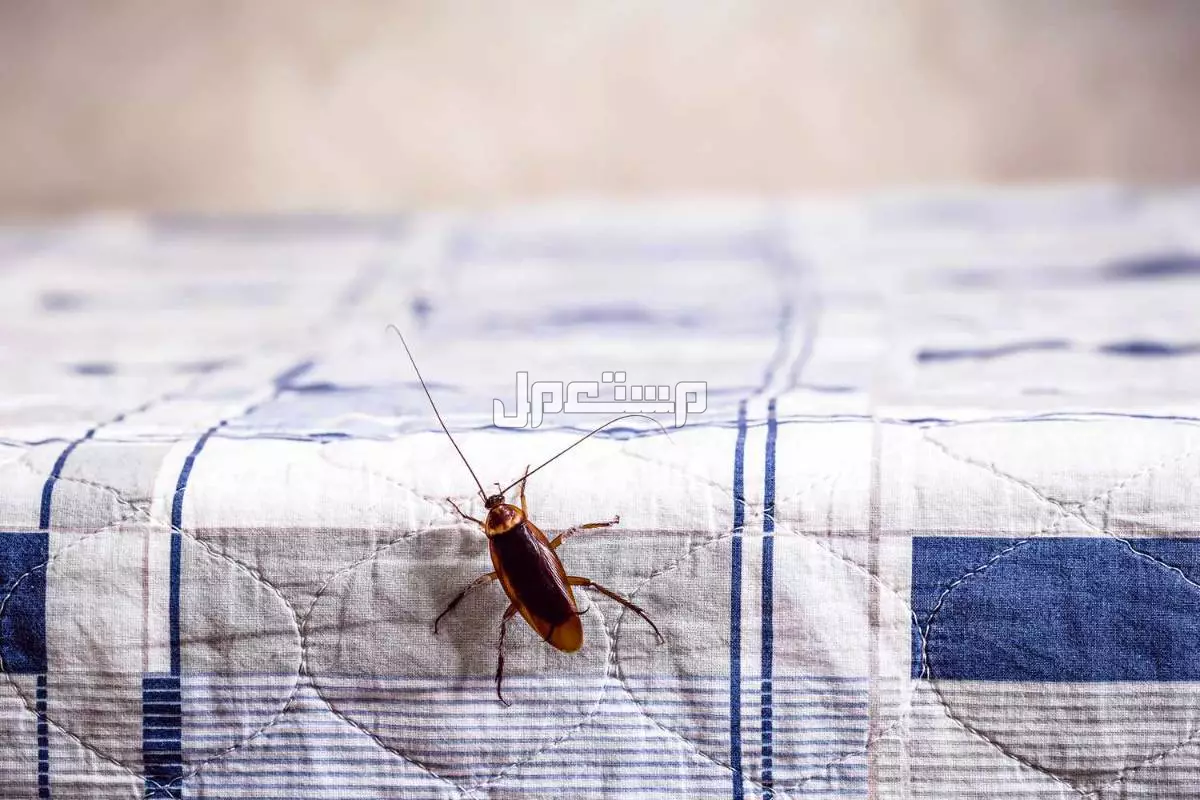 جميع أنواع الحشرات المنزلية وإليك 10 طرق للتخلص منها الصراصير