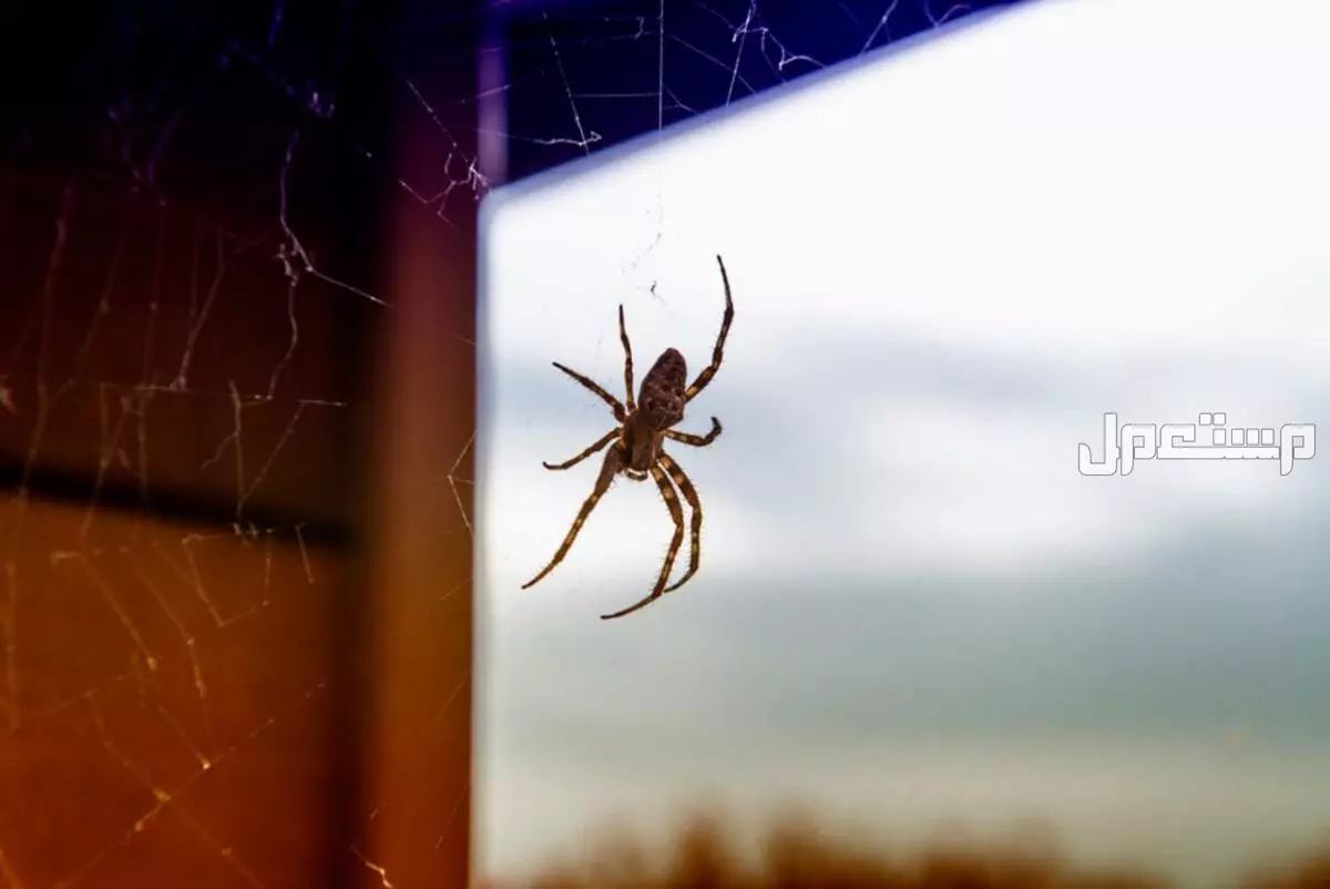 جميع أنواع الحشرات المنزلية وإليك 10 طرق للتخلص منها طرق التخلص من العناكب
