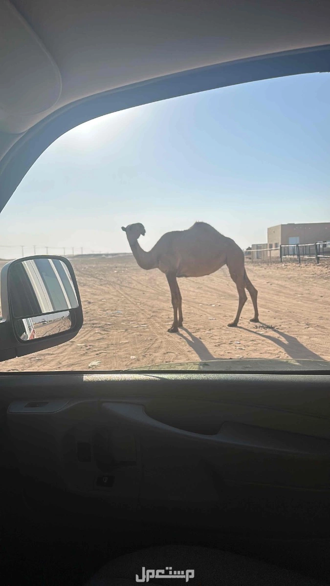 للبيع الابل العدد 4 ونقبل التفريد فيها لي اخر الشهر  في الرياض بسعر 10 آلاف ريال سعودي
