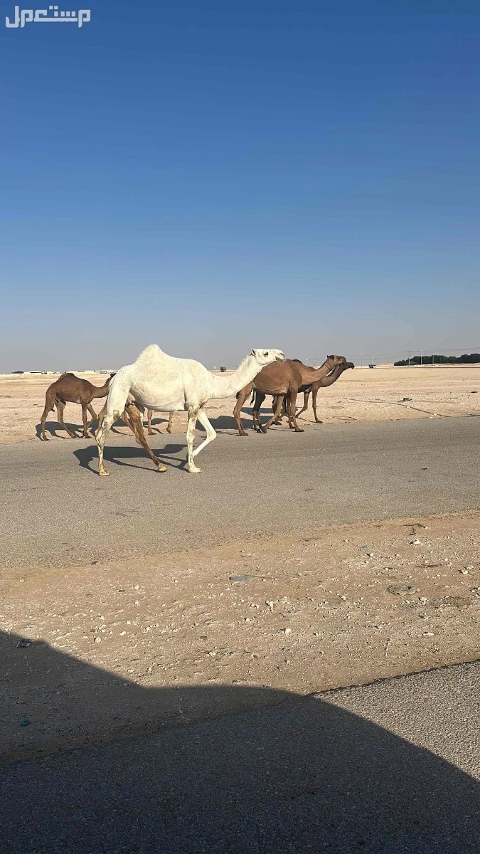 للبيع الابل العدد 4 ونقبل التفريد فيها لي اخر الشهر  في الرياض بسعر 10 آلاف ريال سعودي