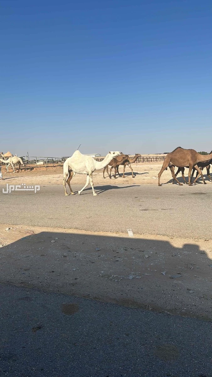 للبيع الابل العدد 4 ونقبل التفريد فيها لي اخر الشهر  في الرياض بسعر 10 آلاف ريال سعودي