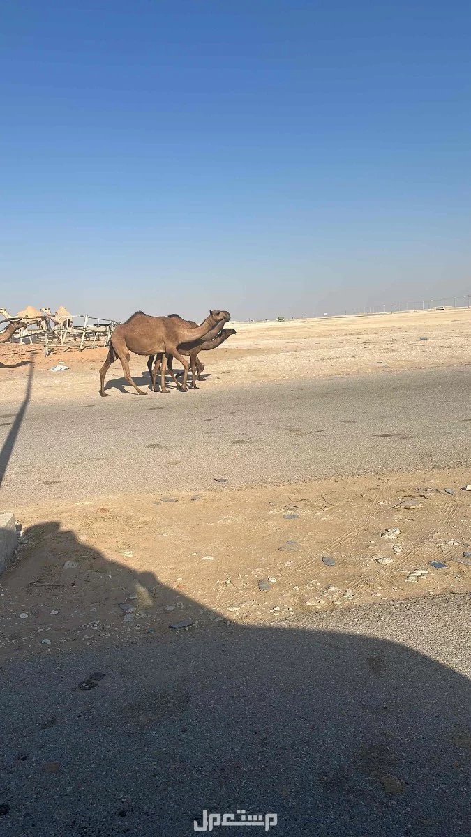 للبيع الابل العدد 4 ونقبل التفريد فيها لي اخر الشهر  في الرياض بسعر 10 آلاف ريال سعودي