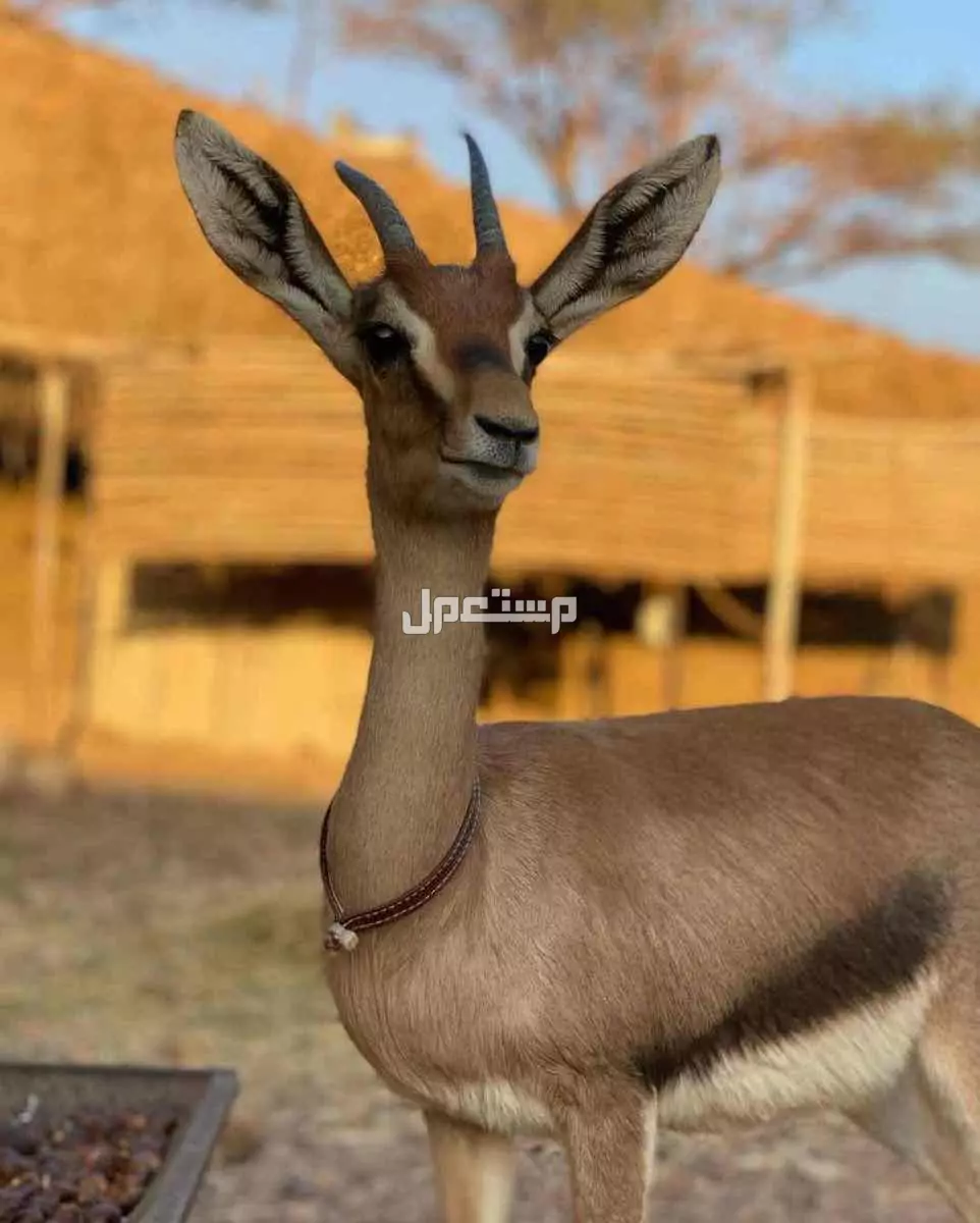 غزلان دماني وعماني للبيع  في الفجيرة بسعر 800 درهم إماراتي
