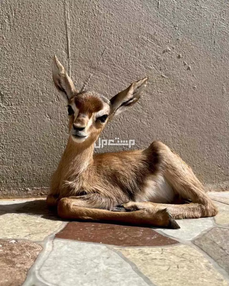 غزلان دماني وعماني للبيع  في الفجيرة بسعر 800 درهم إماراتي