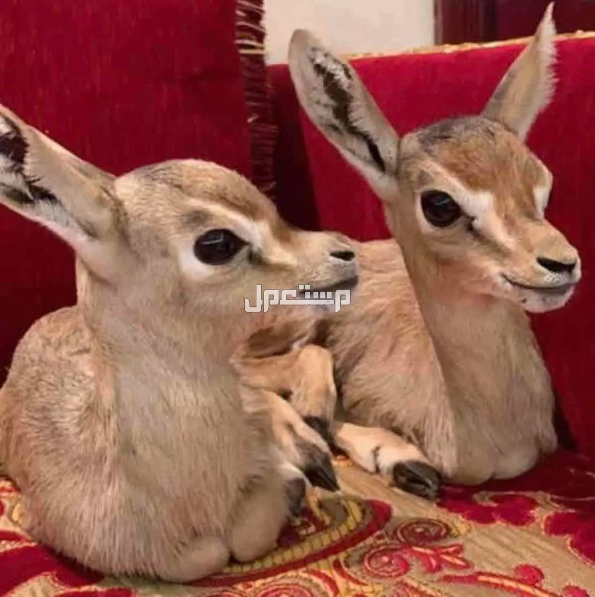 غزلان دماني وعماني للبيع  في الفجيرة بسعر 800 درهم إماراتي