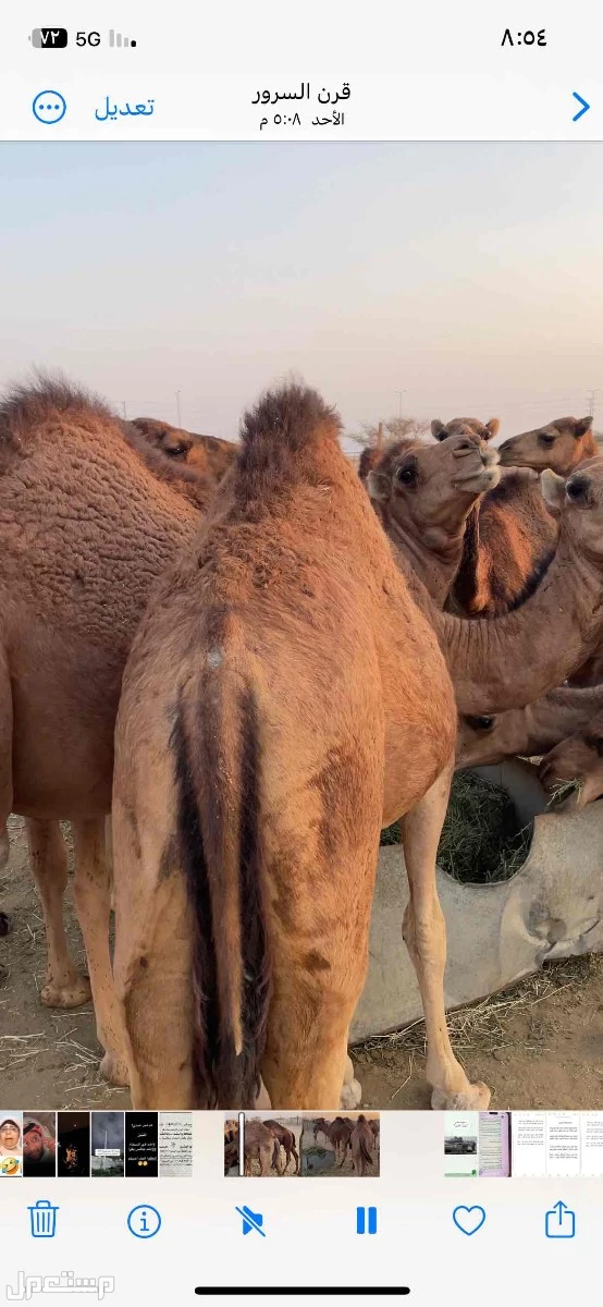 للبيع قعدان بلدي  الموقع الجموم  111