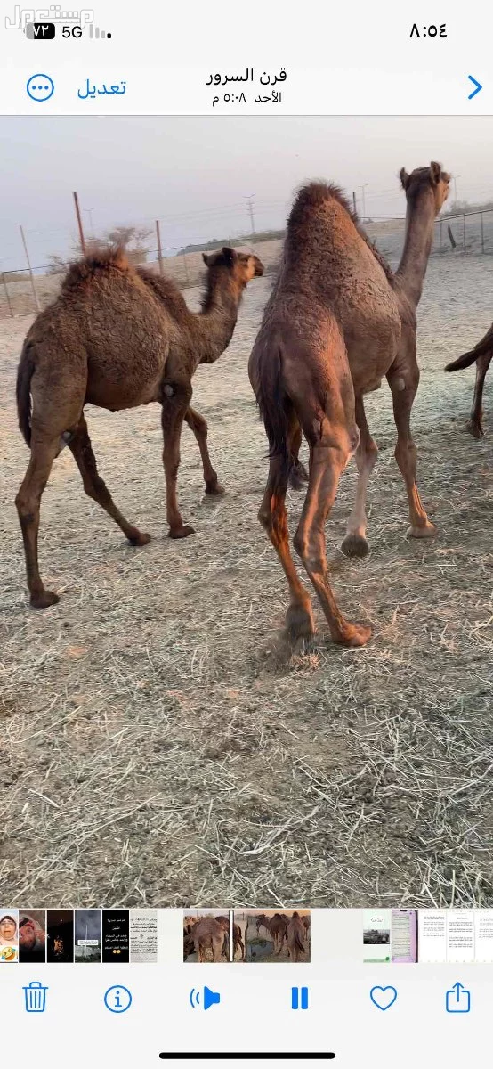 للبيع قعدان بلدي  الموقع الجموم  111
