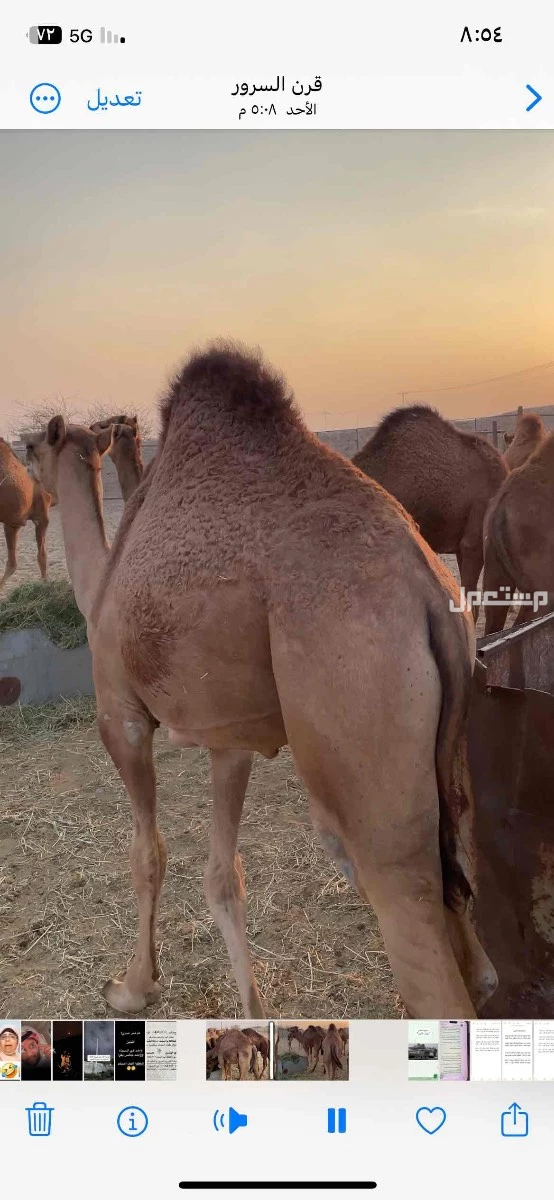 للبيع قعدان بلدي  الموقع الجموم  111