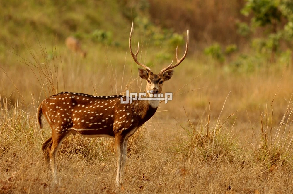 جميع أنواع الغزلان وخصائصها مع الصور والأسماء الغزال المرقط