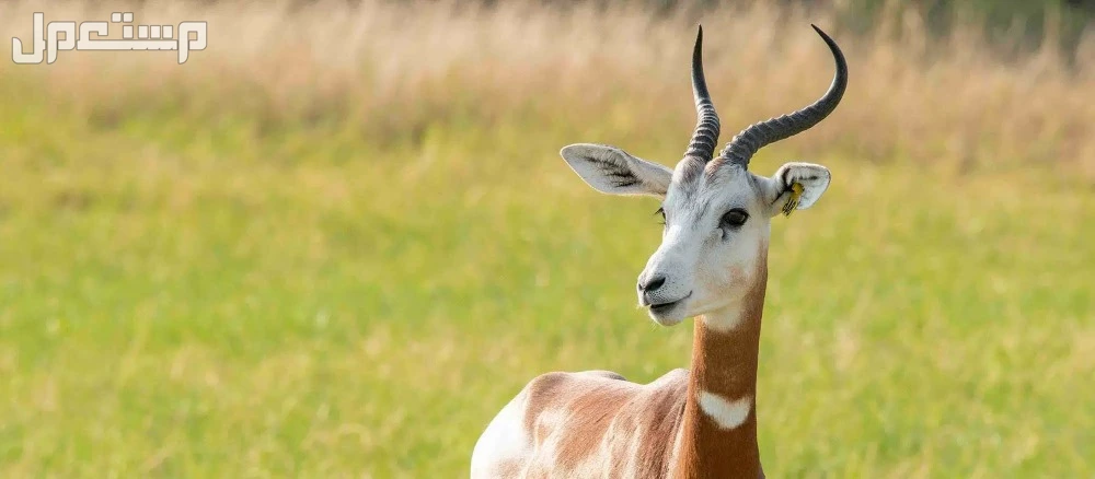 جميع أنواع الغزلان وخصائصها مع الصور والأسماء غزال الداما الأفريقي