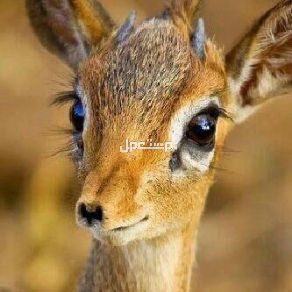 جميع أنواع الغزلان وخصائصها مع الصور والأسماء غزال الريم