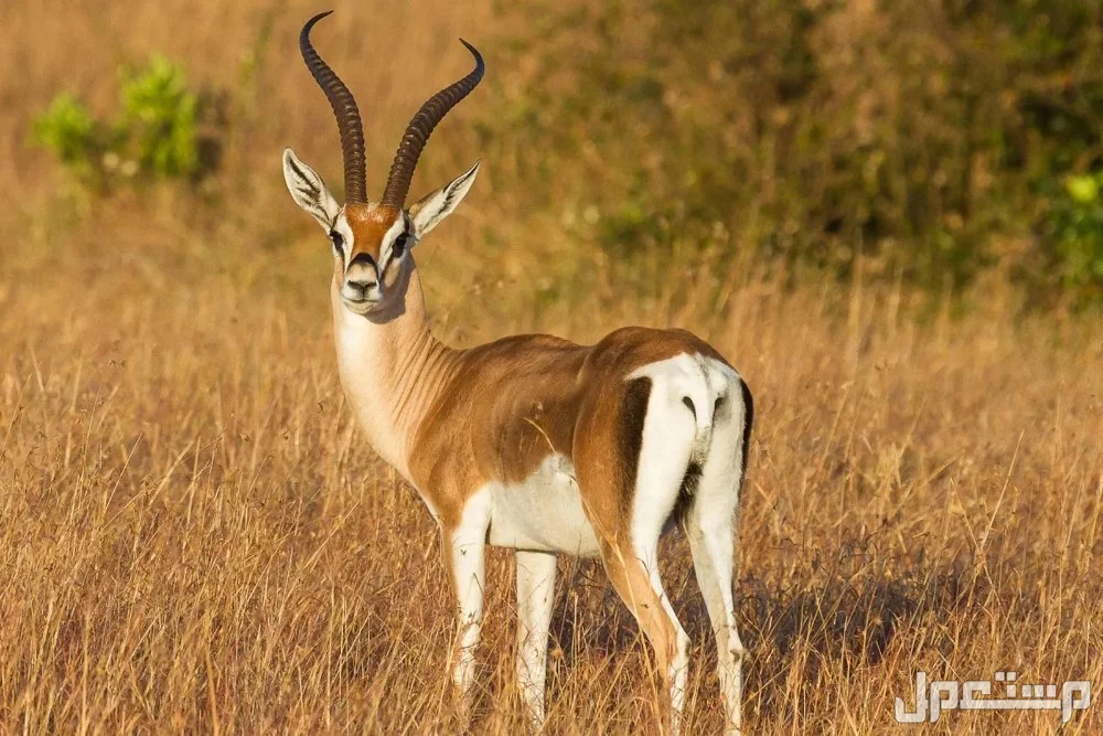 جميع أنواع الغزلان وخصائصها مع الصور والأسماء غزال غرانت