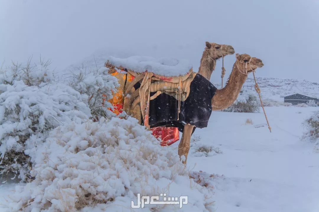 توقعات درجات الحرارة في السعودية في يناير 2025.. وموعد دخول المربعانية 1446 متى يصبح الجو بارد في المملكة العربية السعودية؟