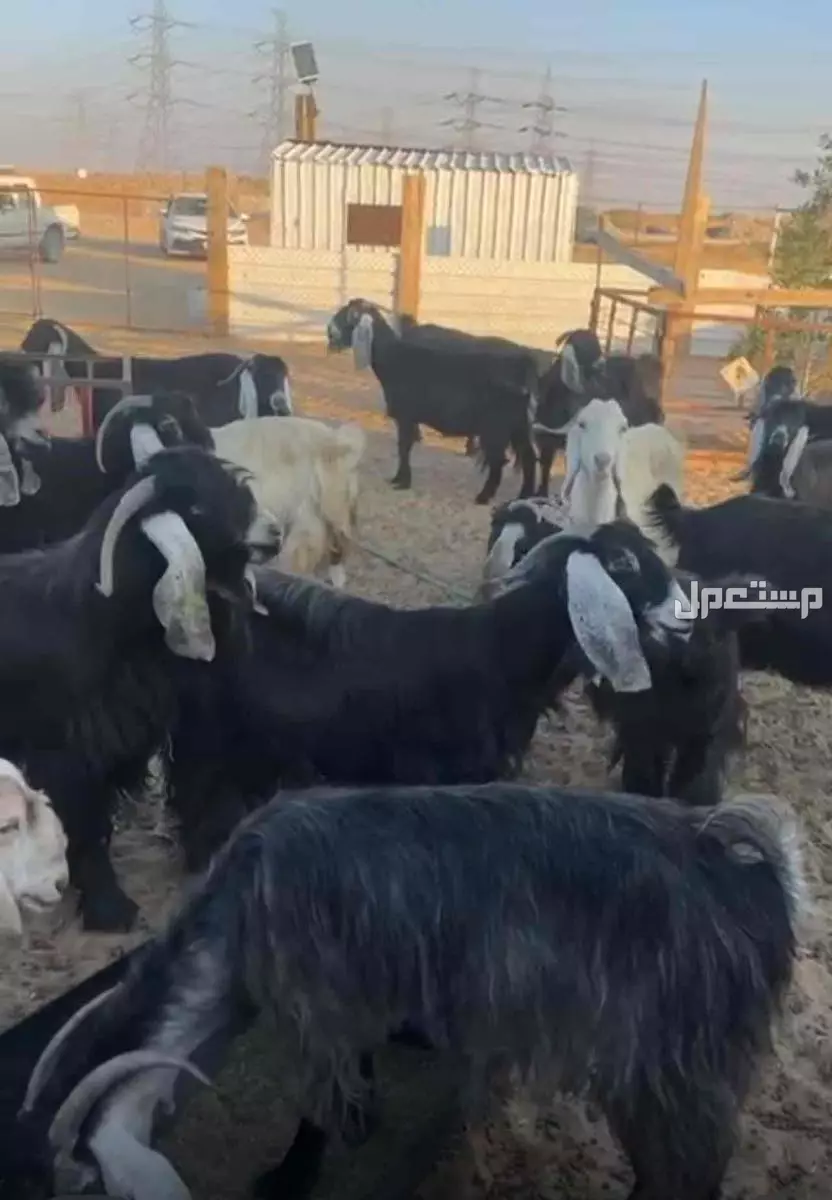 معزا بلدي عوارض للبيع  في الرياض بسعر 1150 ريال سعودي