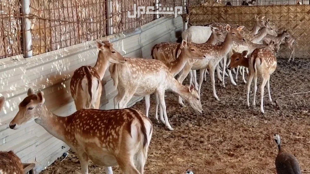 دراسة جدوى مشروع تربية الغزلان في السعودية مشروع تربية الغزلان في السعودية