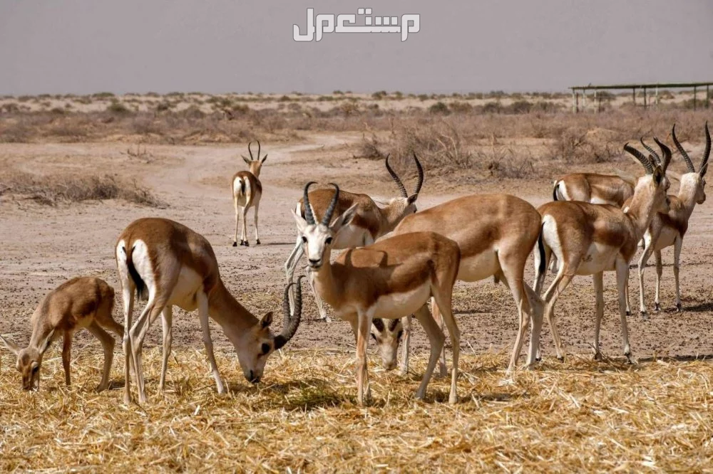 دراسة جدوى مشروع تربية الغزلان في السعودية تفاصيل الأعلاف التي يحتاجها المشروع