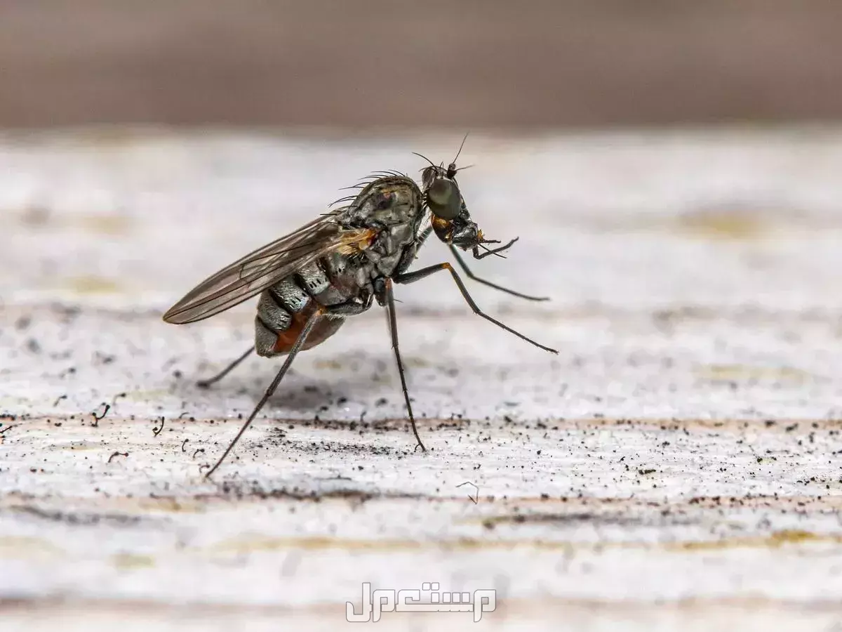 أنواع حشرات المنزل الصغيرة بالصور والأسماء وكيفية التخلص منها