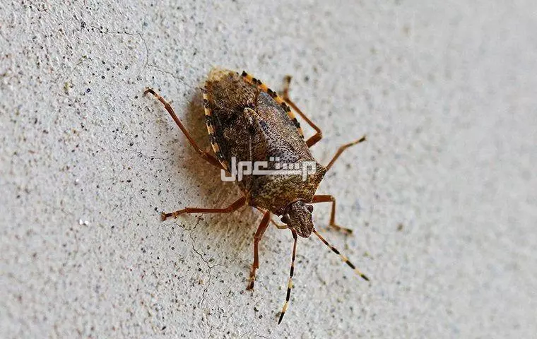 أنواع حشرات المنزل الصغيرة بالصور والأسماء وكيفية التخلص منها