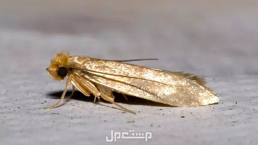 أنواع حشرات المنزل الصغيرة بالصور والأسماء وكيفية التخلص منها