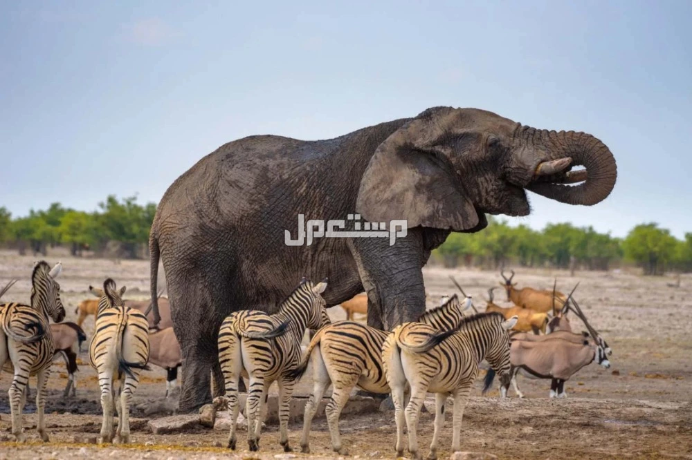 تعرف على جميع أنواع الحيوانات بالأسماء للأطفال بالصور جميع أنواع الحيوانات بالأسماء للأطفال بالصور