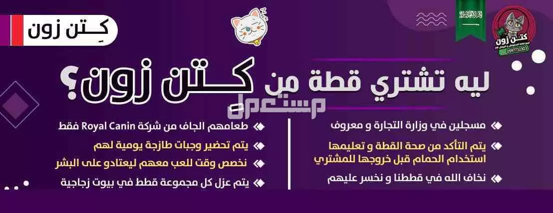 قطة سكوتش ستريت وفولد للبيع - لون قولد - يوجد دفع بالتقسيط