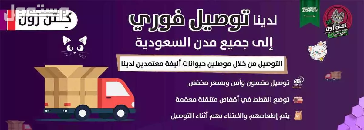 قطة سكوتش ستريت وفولد للبيع - لون قولد - يوجد دفع بالتقسيط