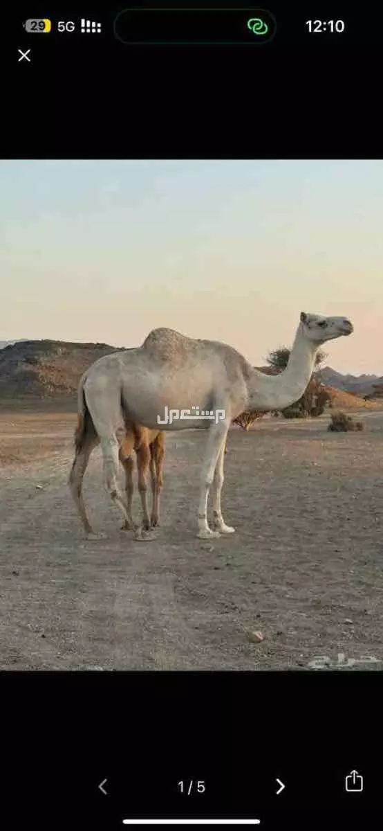 ناقه للبيع خلفه في الوجه بسعر 7500 ريال سعودي