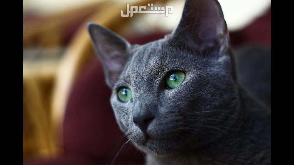 أغلى 10 أنواع قطط في العالم بالصور والأسعار 2025.. سلالات فاخرة القط الأزرق الروسي