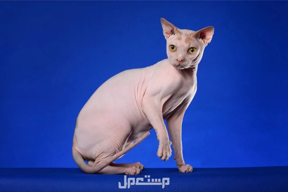 أغلى 10 أنواع قطط في العالم بالصور والأسعار 2025.. سلالات فاخرة قط الفرعوني