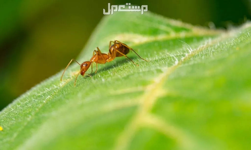 تفسير رؤية النمل في المنام للرجل والمرأة.. رزق أم حسد؟ دلالات النمل في الحلم
