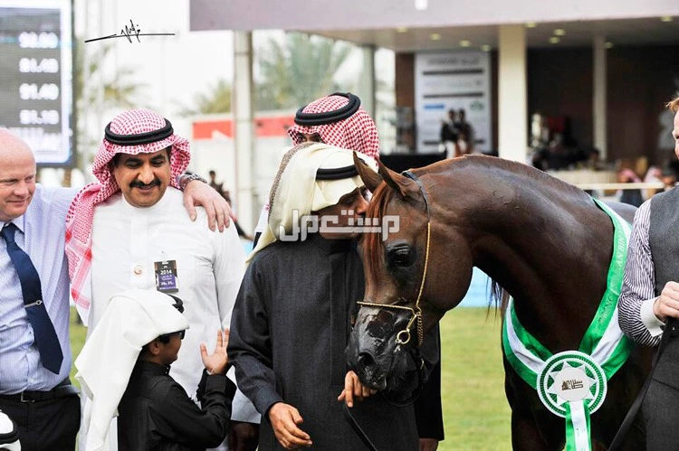 فعاليات السعودية لشهر يناير 2025.. جدول أهم المهرجنات مهرجان الأمير سلطان بن عبد العزيز للجواد العربي 2025