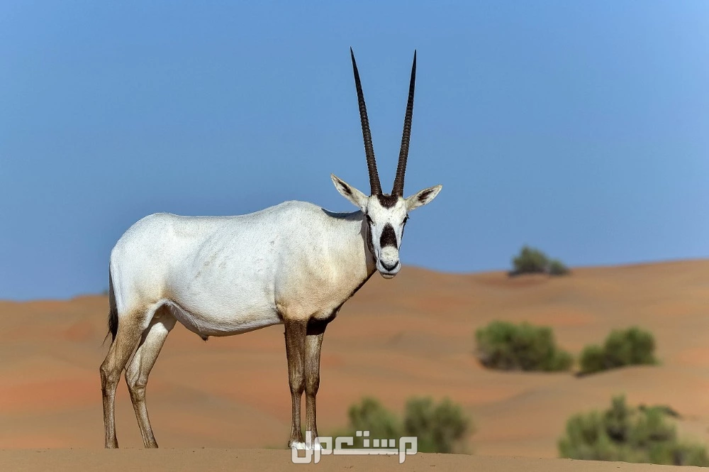كل ما تريد معرفته عن المها العربي.. خصائصه وأين يعيش؟ كل ما تريد معرفته عن المها العربي