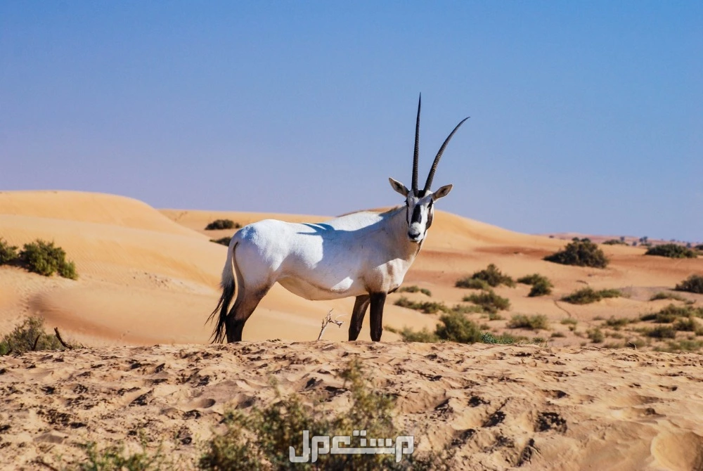 كل ما تريد معرفته عن المها العربي.. خصائصه وأين يعيش؟ المها العربي