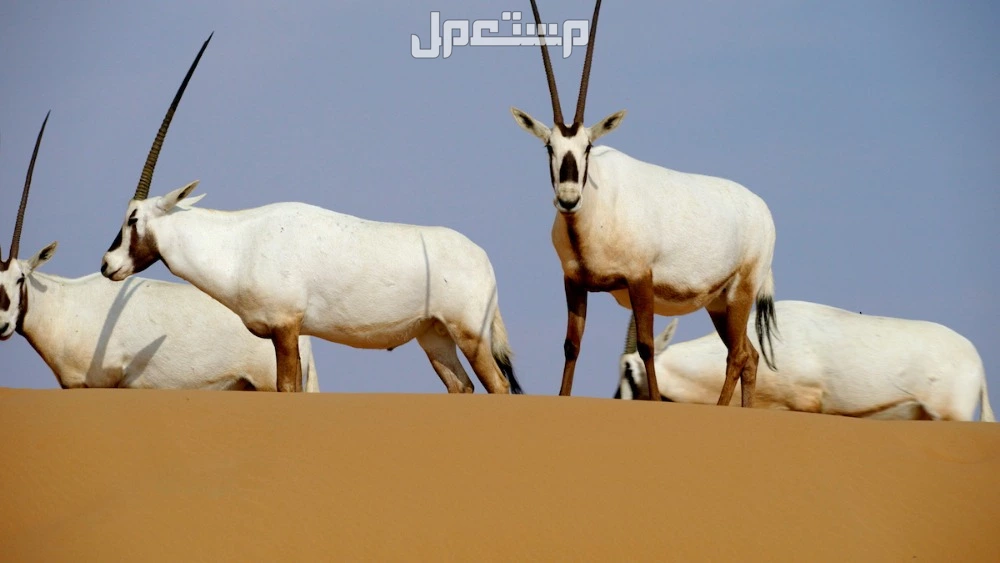كل ما تريد معرفته عن المها العربي.. خصائصه وأين يعيش؟ خصائص المها العربي