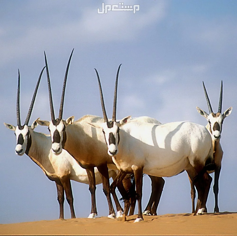 كل ما تريد معرفته عن المها العربي.. خصائصه وأين يعيش؟ أين يعيش المها العربي؟