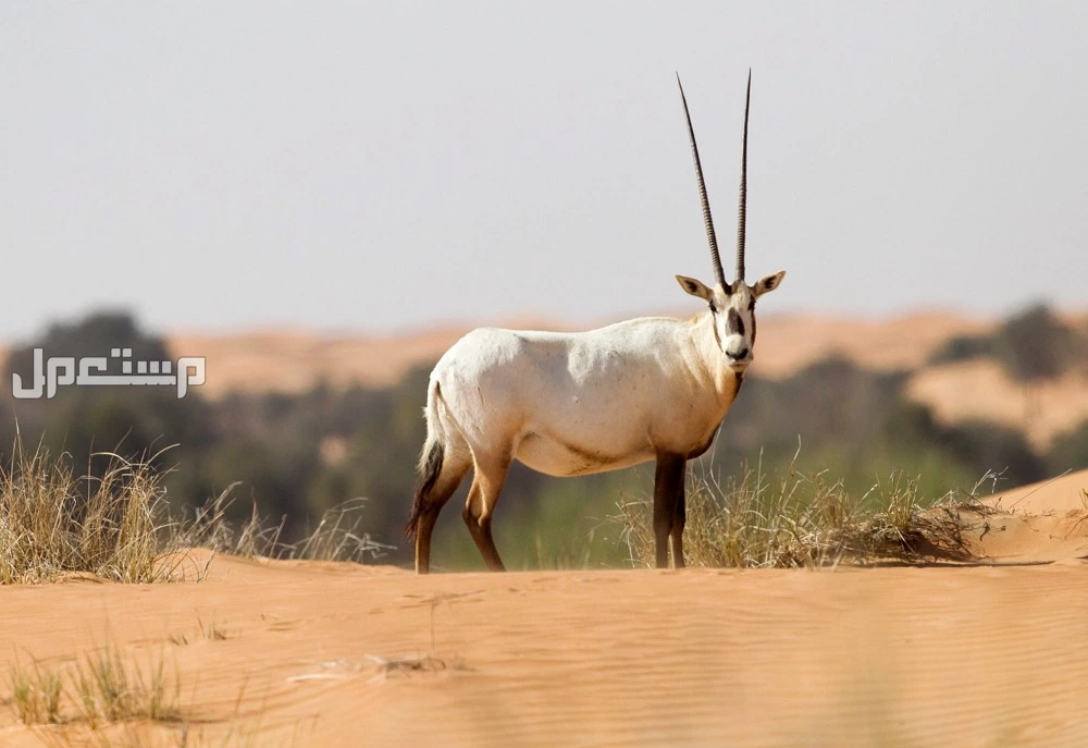 كل ما تريد معرفته عن المها العربي.. خصائصه وأين يعيش؟ أعداد المها العربي في السعودية