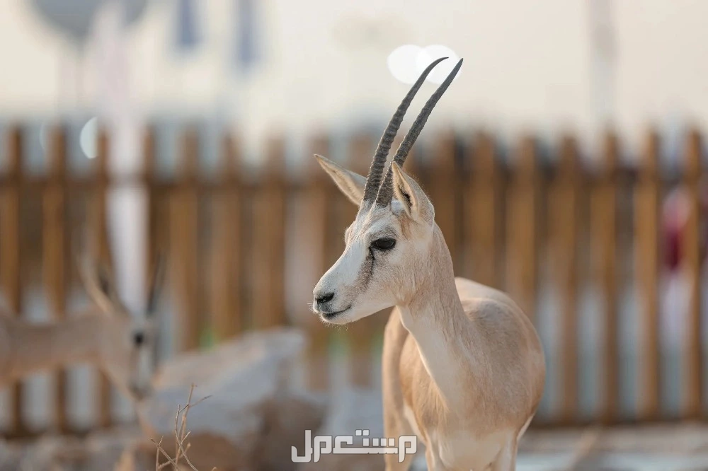 كل ما تريد معرفته عن المها العربي.. خصائصه وأين يعيش؟ جهود الحفاظ على المها العربي