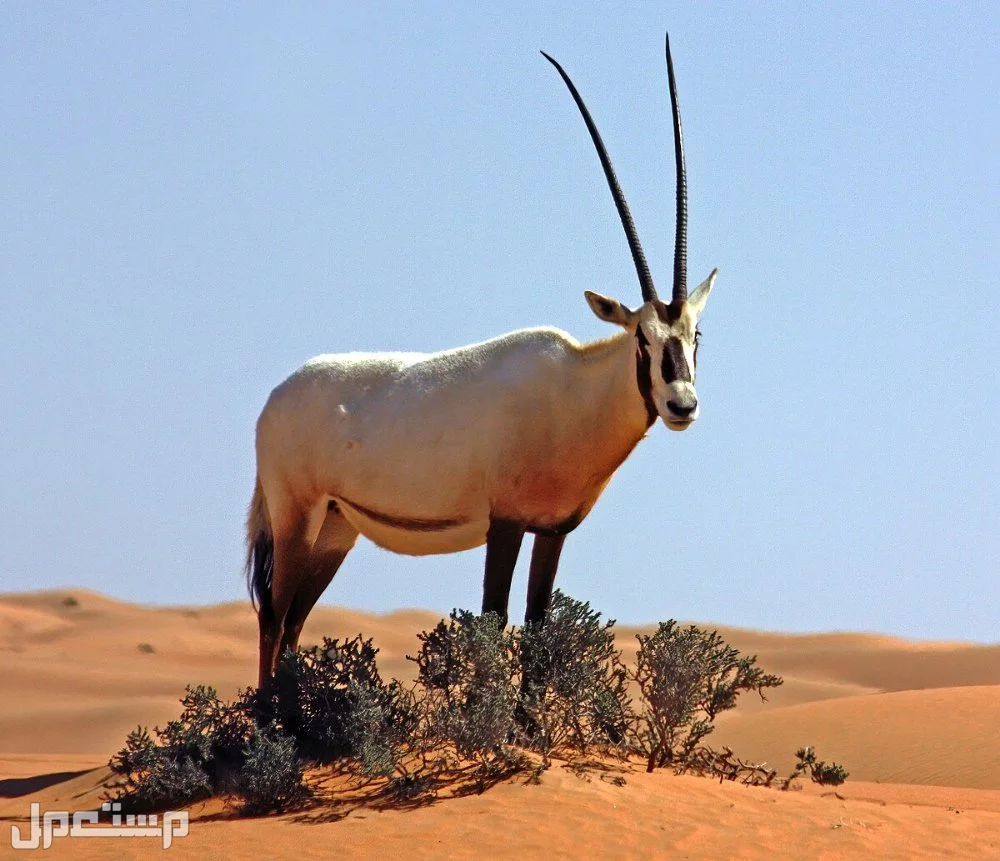 كل ما تريد معرفته عن المها العربي.. خصائصه وأين يعيش؟ المها العربي في الثقافة العربية