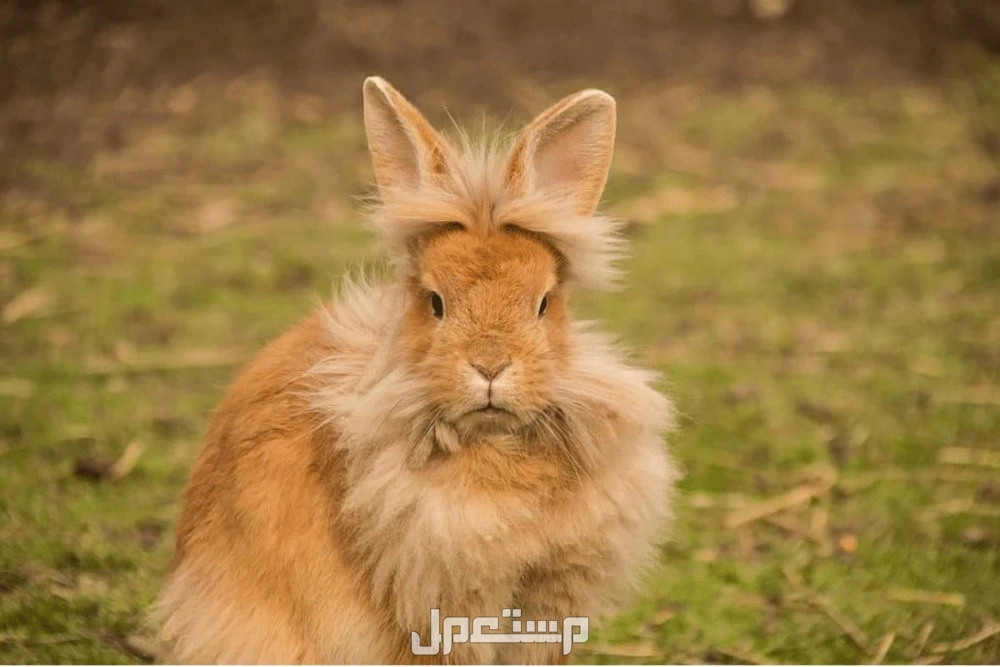 أفضل أنواع الأرانب واسمائها بالصور أرنب ليون هيد
