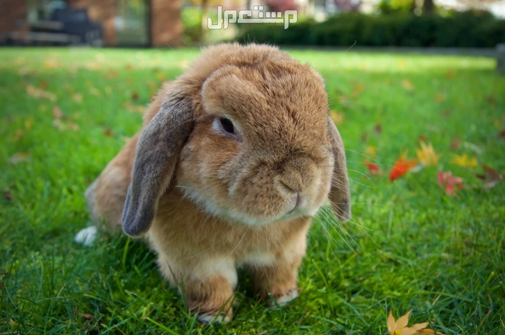أفضل أنواع الأرانب واسمائها بالصور أرنب هولاند لوب