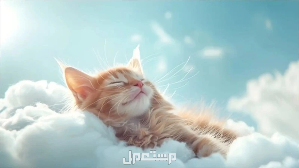 تفسير حلم عضة القطة في المنام للرجل والمرأة العزباء والمتزوجة تفسير رؤية عضة القطة للمرأة المتزوجة